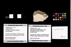 Foto (Objekt + Etikett) von Cycloprosopon sp.  (NHMW-GEO-1990-0041-2543)